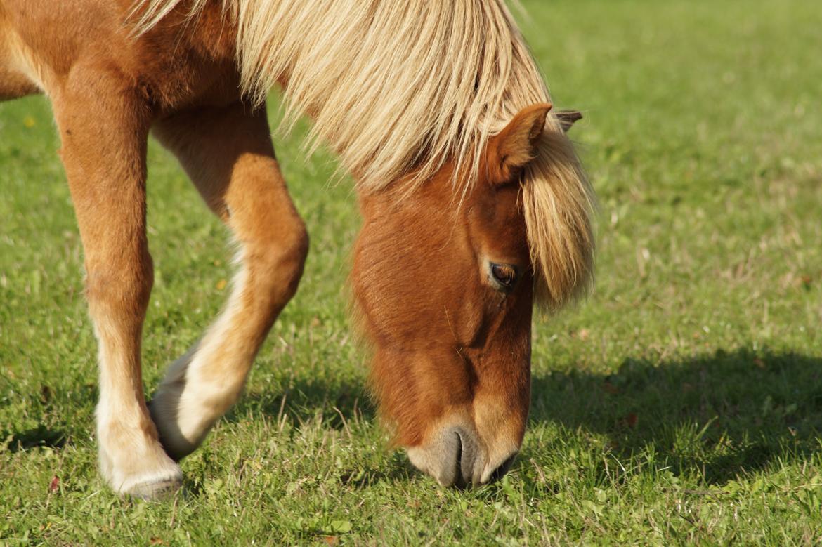 Islænder Eldur billede 4