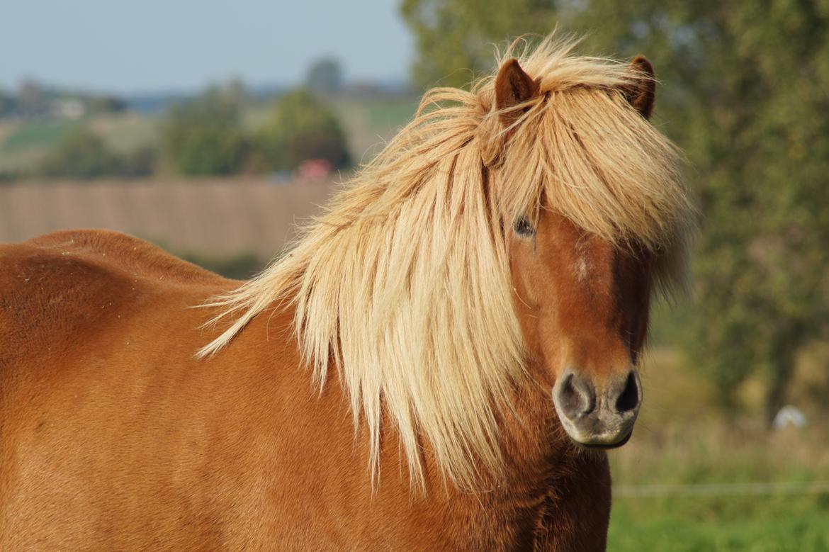Islænder Eldur billede 2