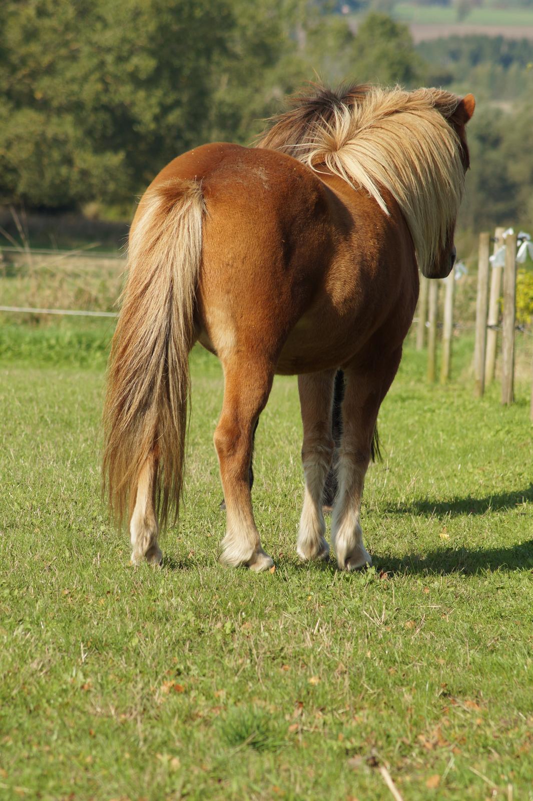 Islænder Eldur billede 3