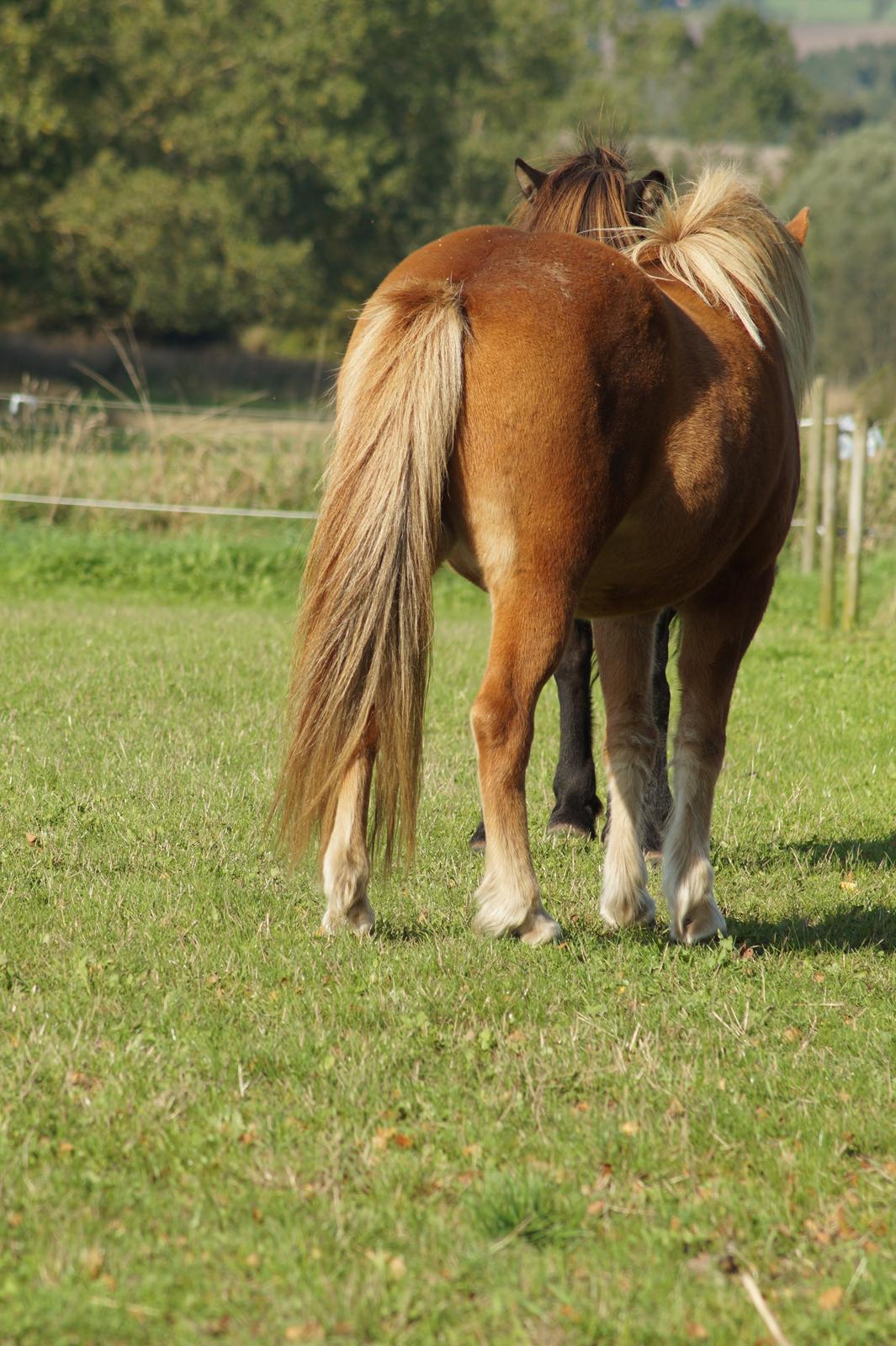 Islænder Eldur billede 6
