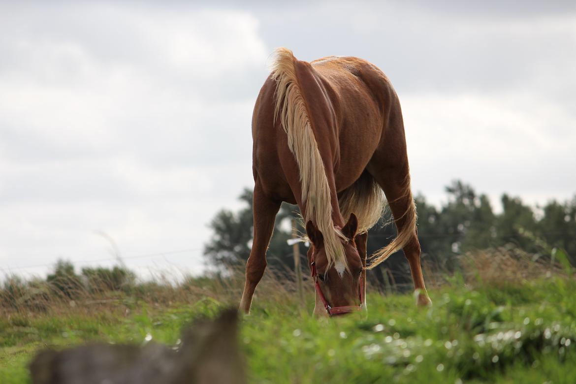 DSP Sunspot billede 11