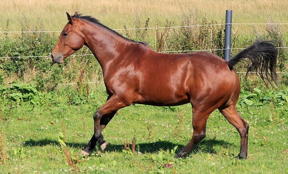 Quarter Spirit Of Jewel billede 10