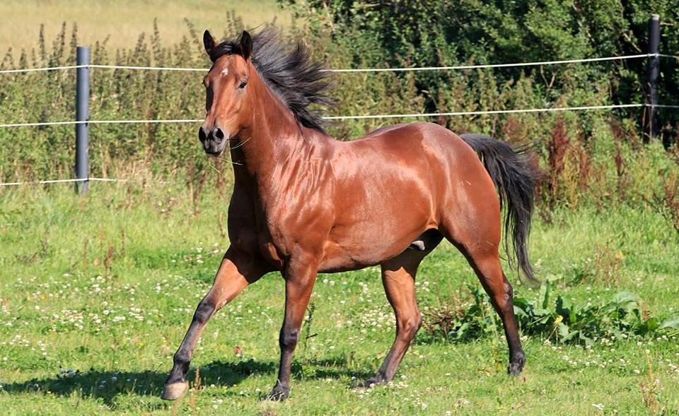 Quarter Spirit Of Jewel billede 13