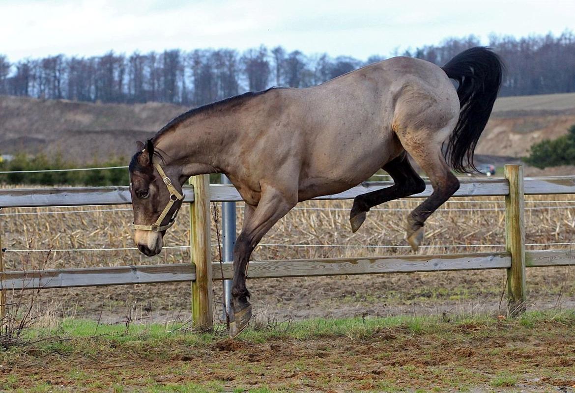 Quarter Dq Fire Deano Jack billede 19