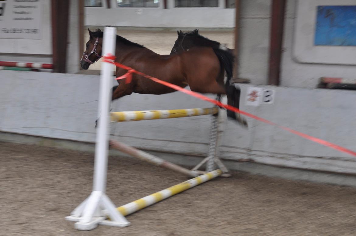 New Forest Miss Malou - Løsspring - ved faktisk ikke lige hvor højt vi kom op denne dag :-P billede 11