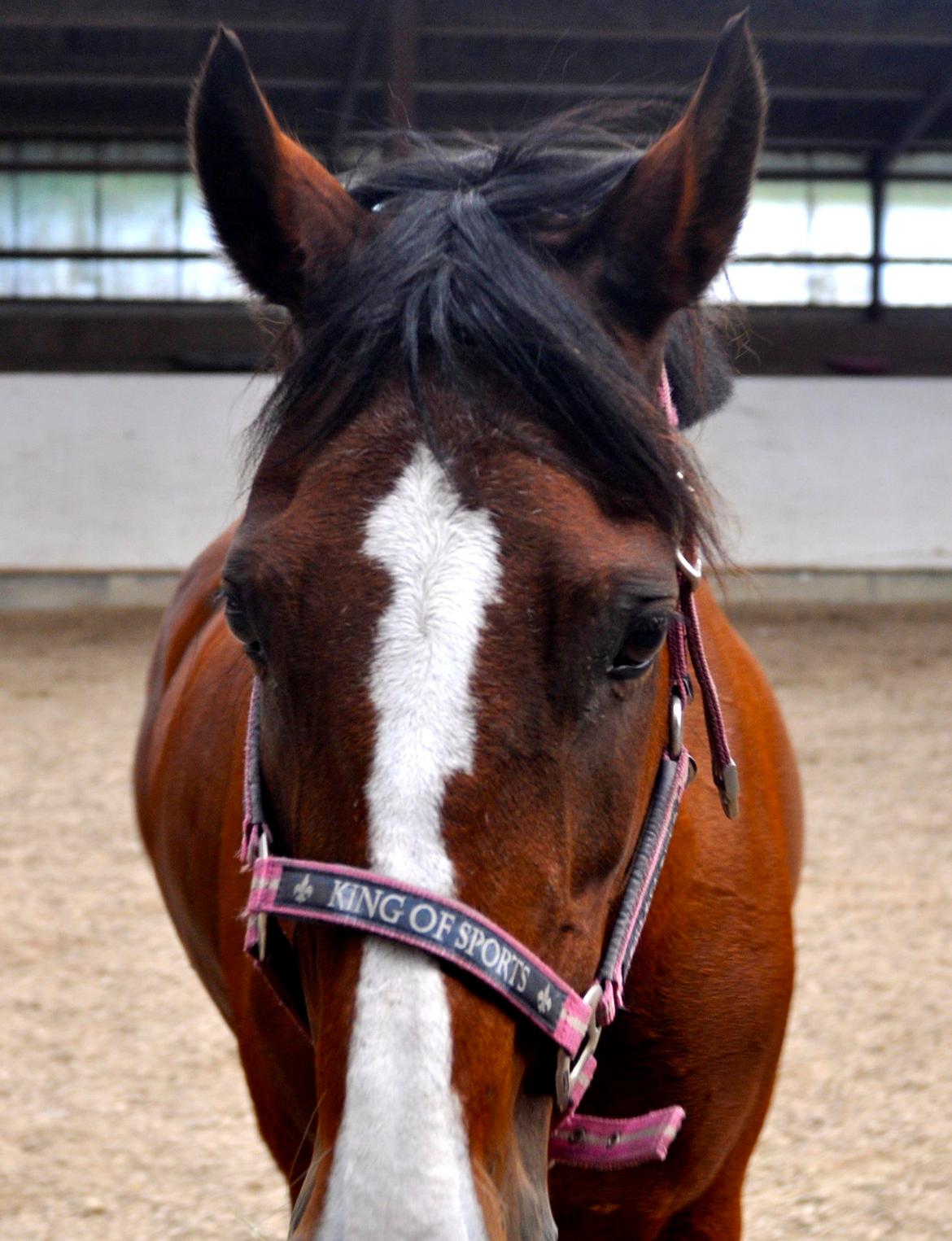 New Forest Miss Malou - Pjevs Xd billede 1