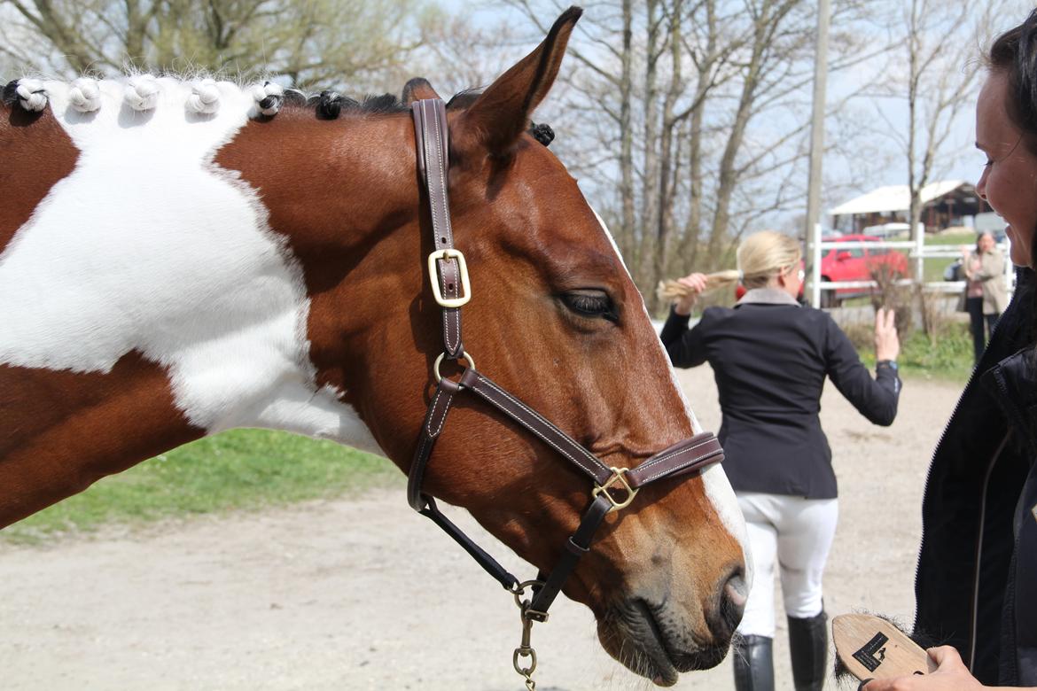 Polsk Varmblod Pensylwanczyk billede 8