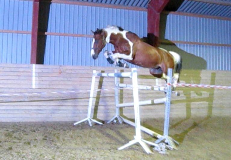 Polsk Varmblod Pensylwanczyk billede 6