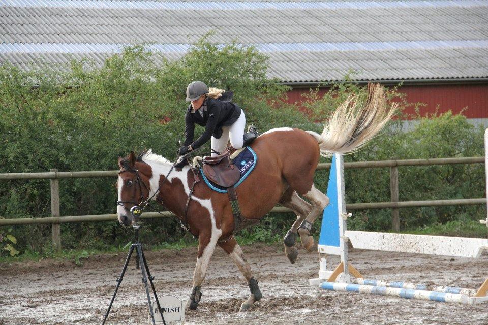 Polsk Varmblod Pensylwanczyk billede 25