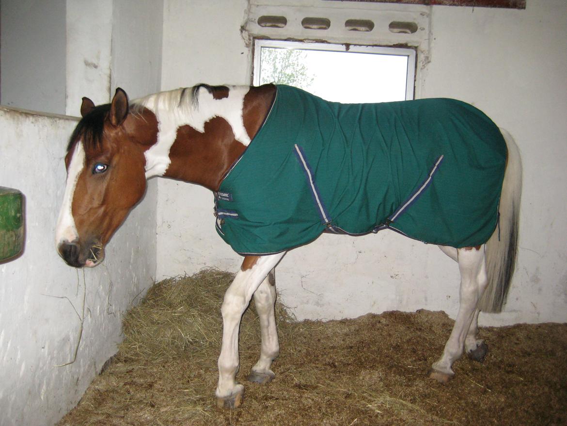 Polsk Varmblod Pensylwanczyk billede 27