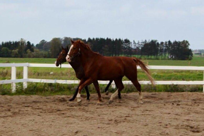 Frederiksborg Prince Houdini <3Rest In Peace - Taget af Kit C billede 8