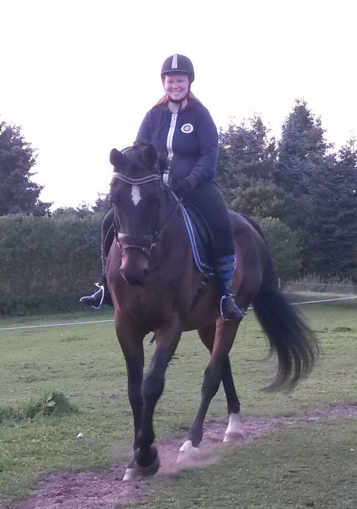 Dansk Varmblod SCHWANTE - Taget d. 28september 2014  billede 44