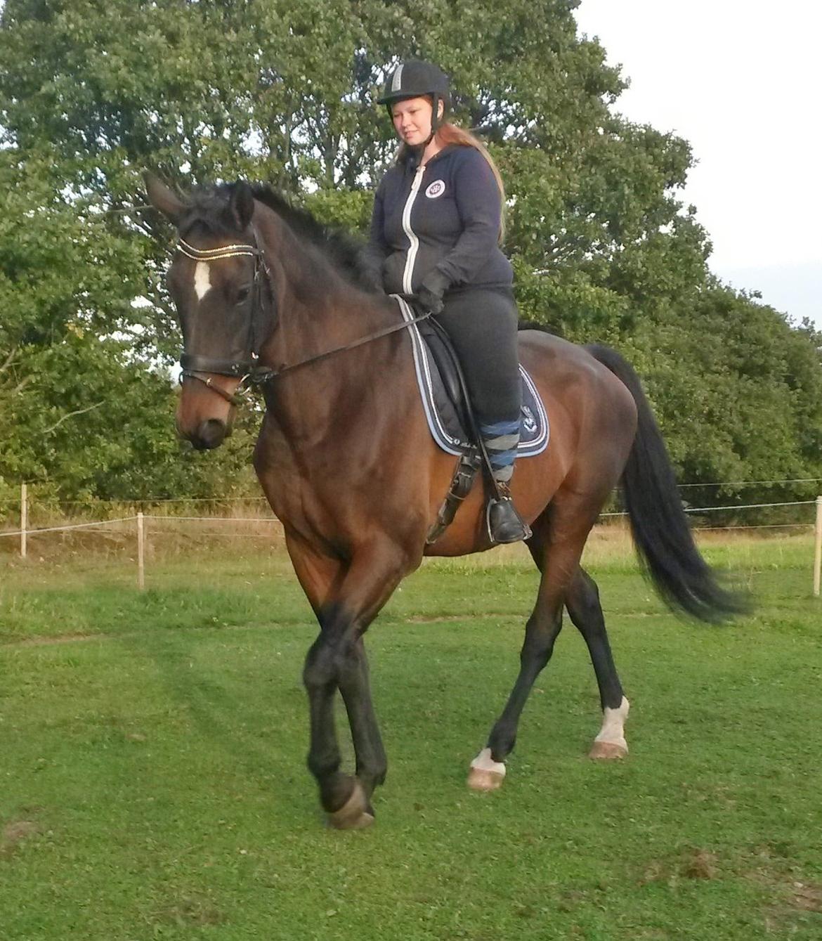 Dansk Varmblod SCHWANTE - Taget d. 28september 2014  billede 48