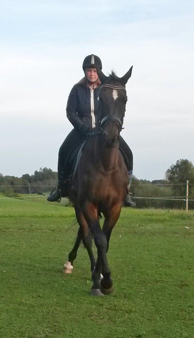 Dansk Varmblod SCHWANTE - Taget d. 28september 2014  billede 50