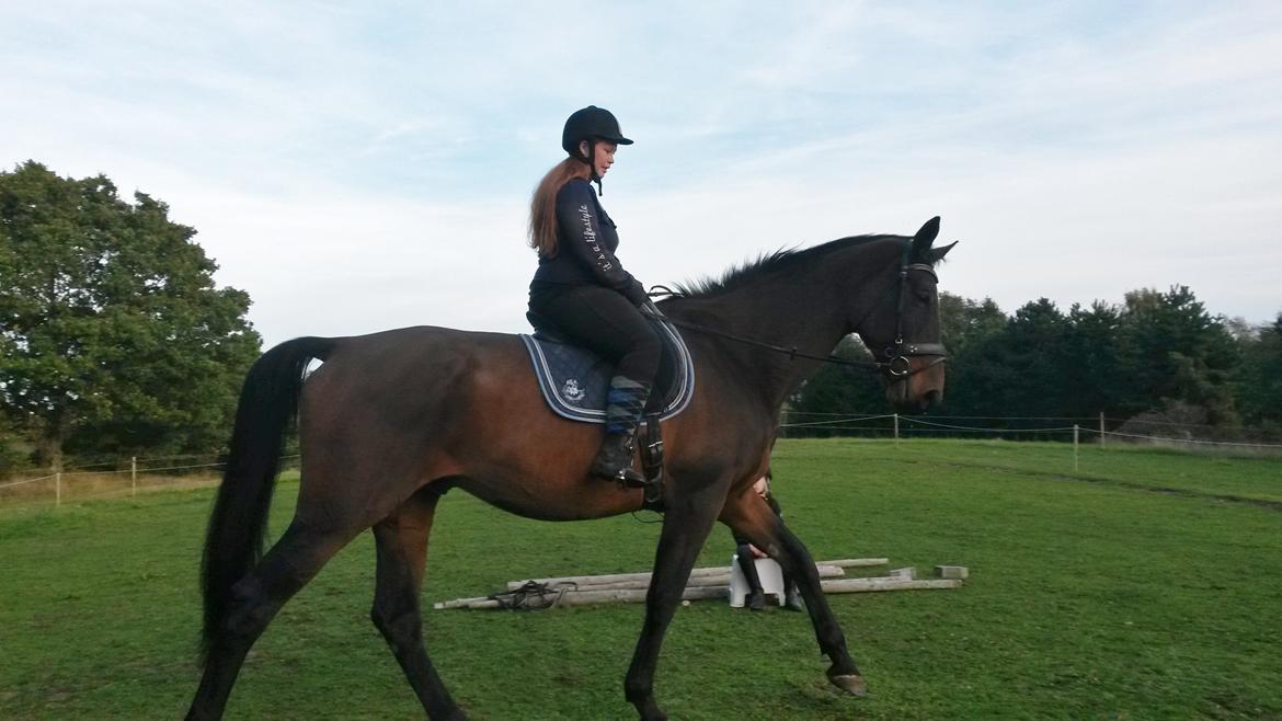 Dansk Varmblod SCHWANTE - Taget d. 28september 2014  billede 46