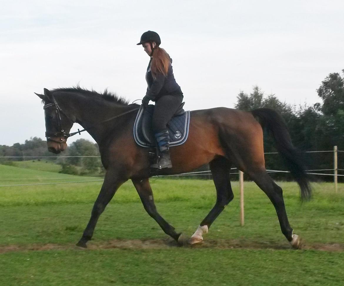 Dansk Varmblod SCHWANTE - Taget d. 28september 2014  billede 1