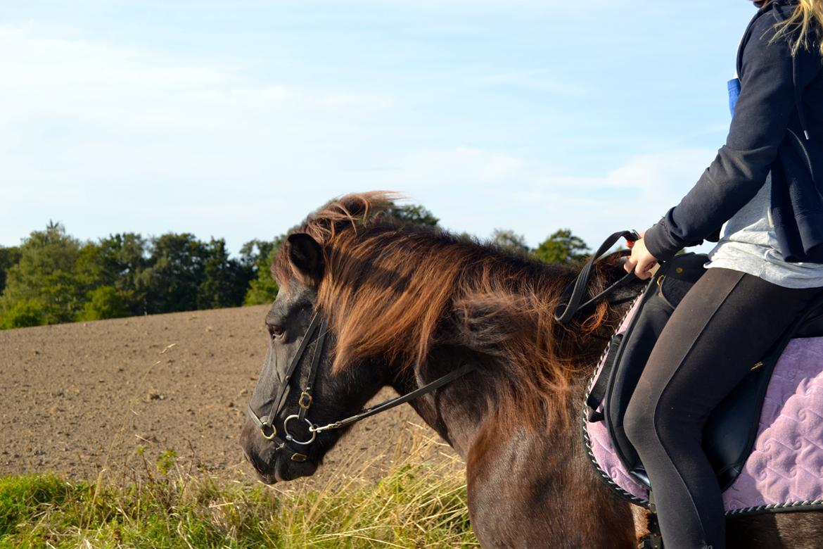Islænder Röskva [Tidl. part] - Ridetur langs markerne - September 2014 billede 4