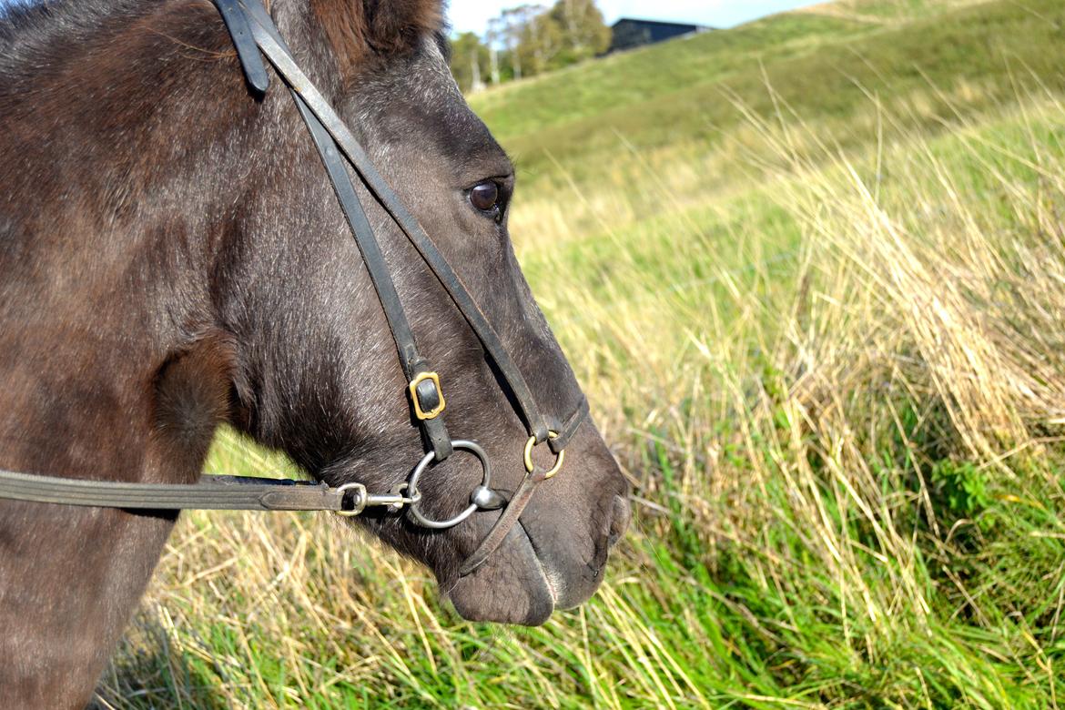 Islænder Röskva [Tidl. part] - September 2014 billede 5