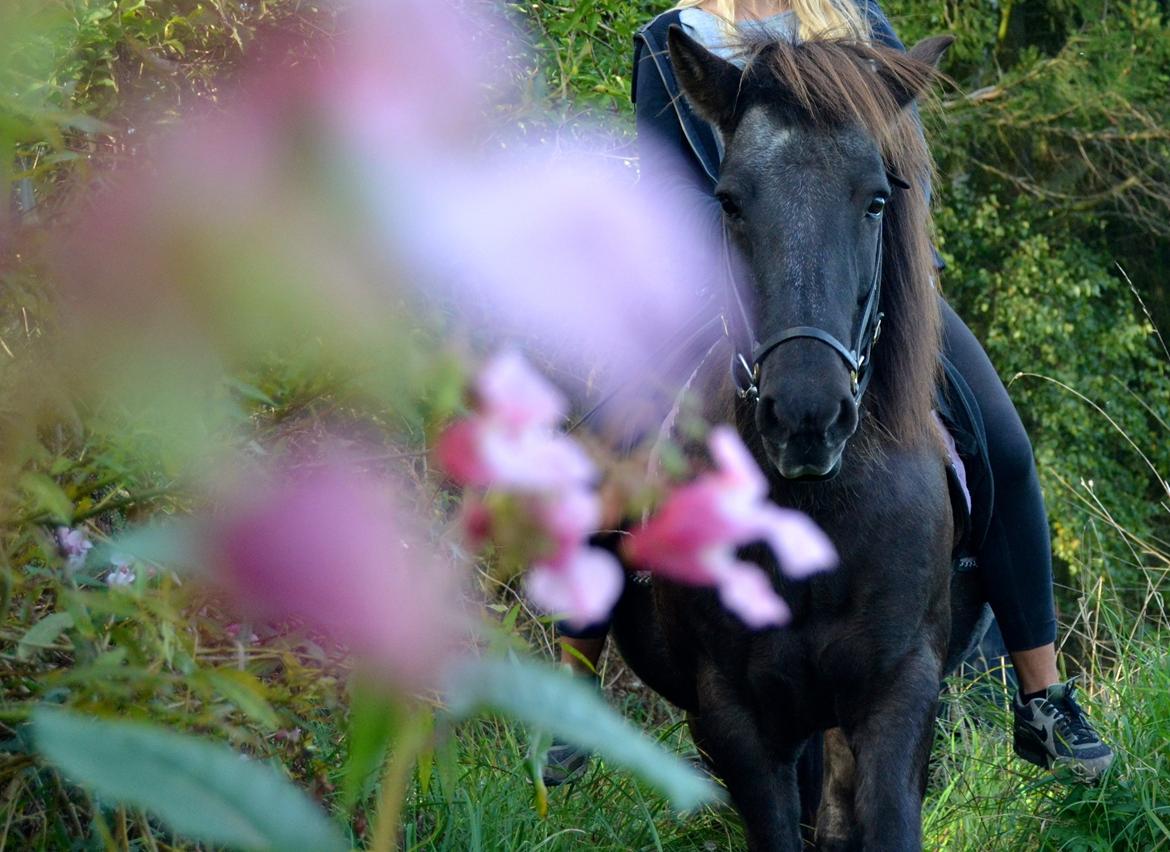 Islænder Röskva [Tidl. part] - September 2014  billede 8