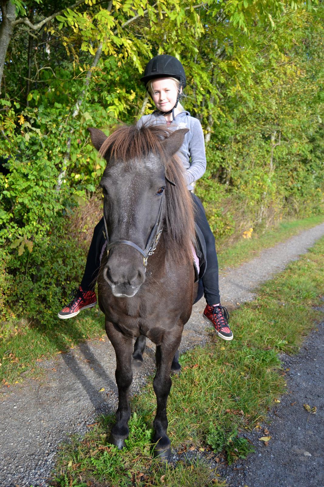 Islænder Röskva [Tidl. part] - Lillesøster på Rølle - September 2014 billede 9