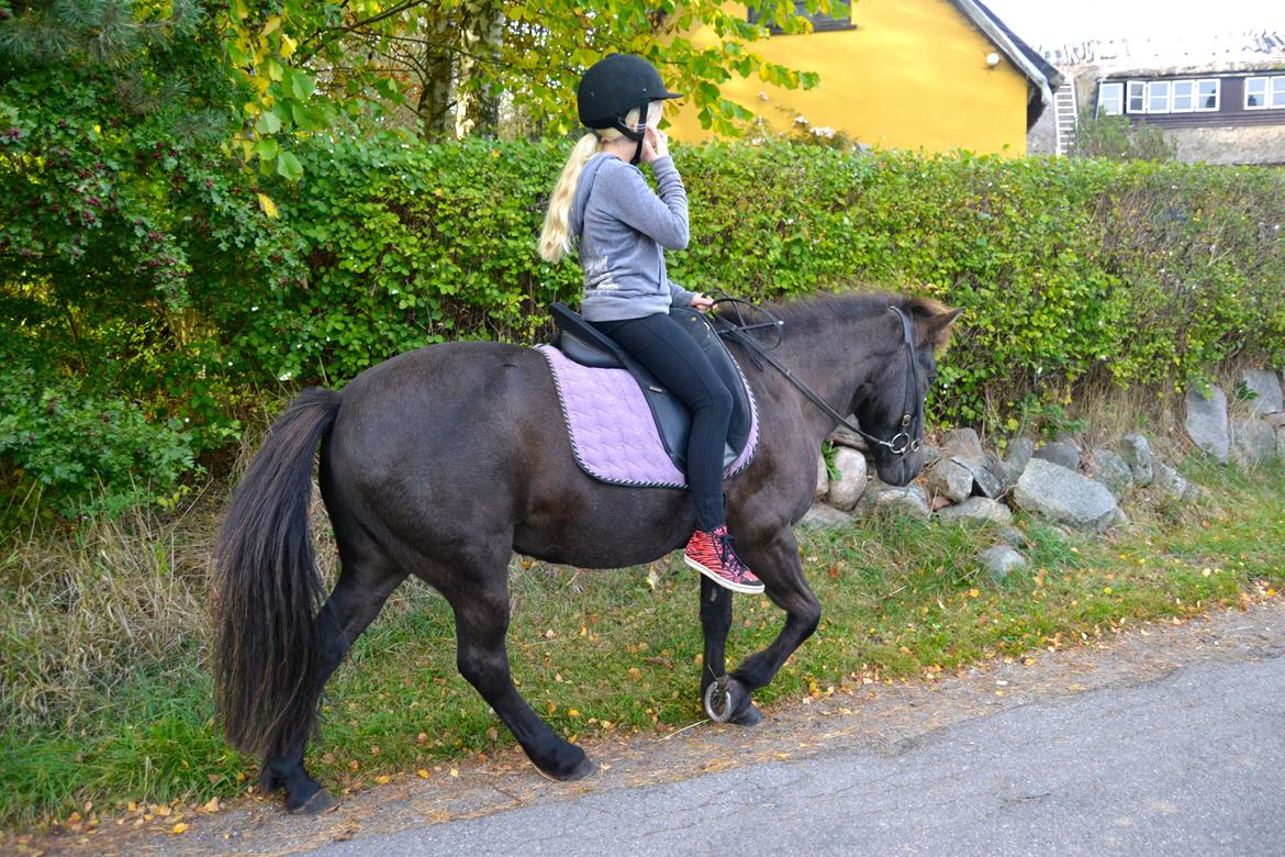 Islænder Röskva [Tidl. part] - Lillesøster på Rølle - September 2014  billede 10