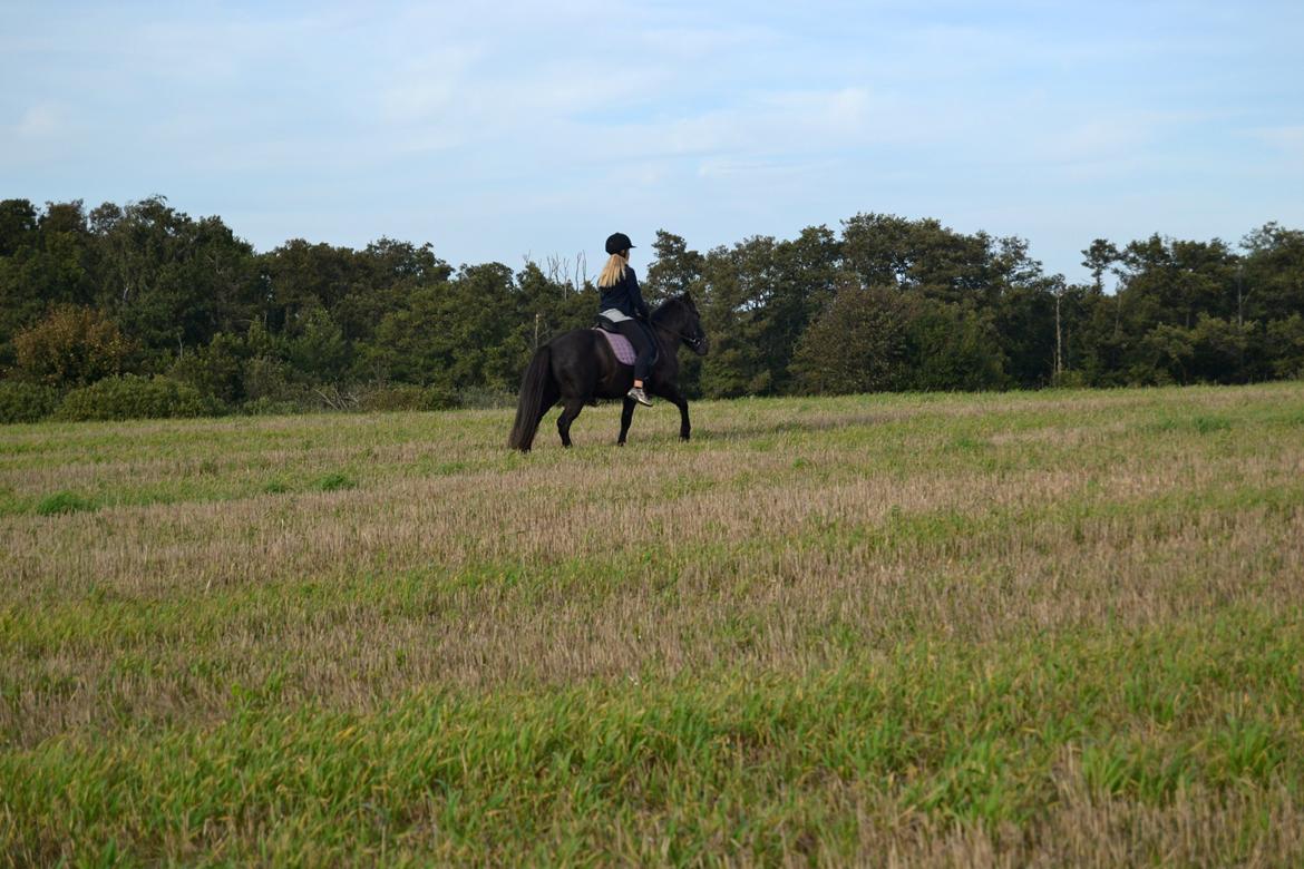 Islænder Röskva [Tidl. part] - Tur på markerne, her i tølt/pas - September 2014 billede 15