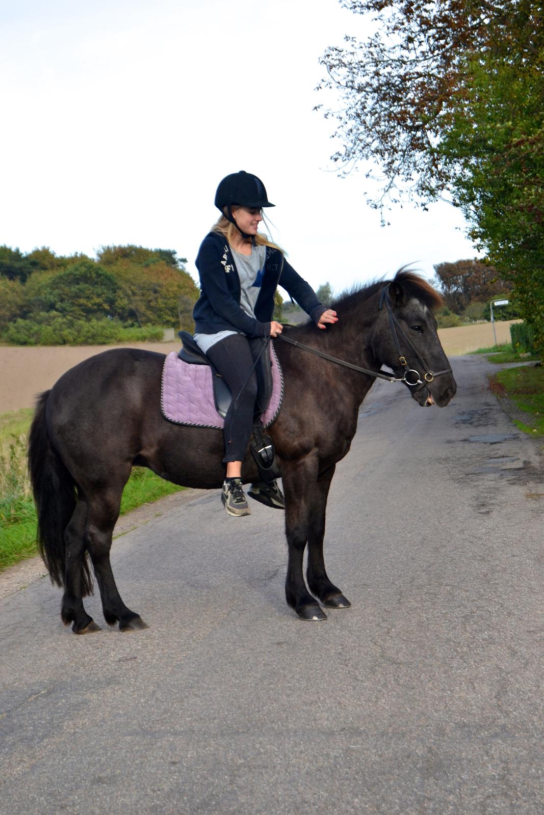 Islænder Röskva [Tidl. part] - Velkommen til Röskvas profil. Læg gerne en kommentar og bedømmelse. Verdens bedste pony! - September 2014 billede 1