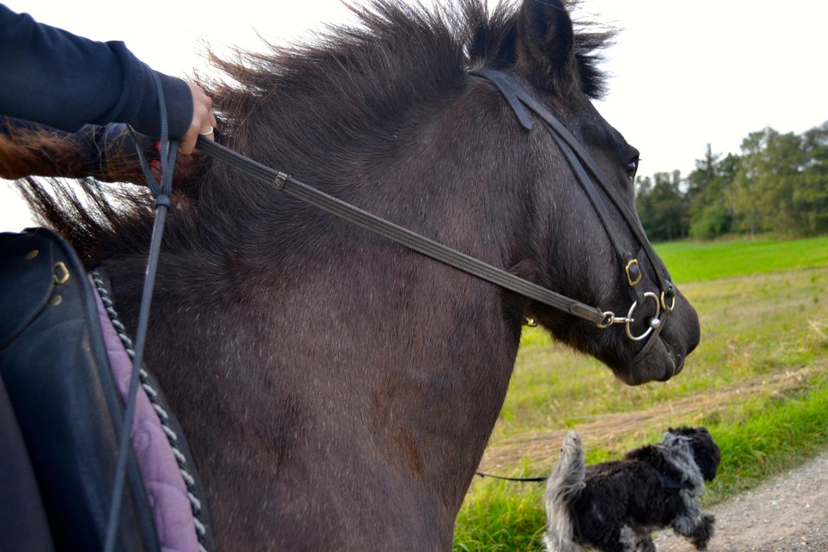 Islænder Röskva [Tidl. part] - Yndlings hest, og yndlings hund - September 2014 billede 11