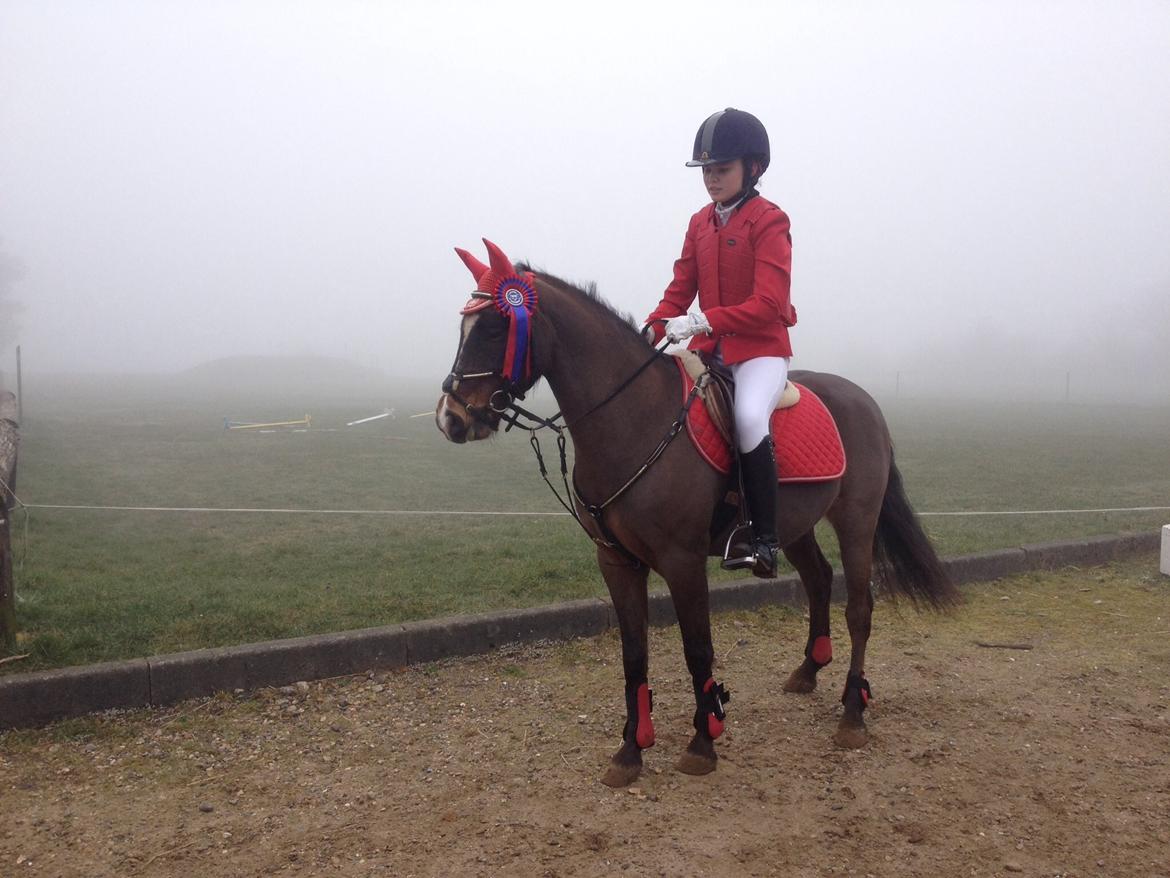 New Forest Milton billede 15