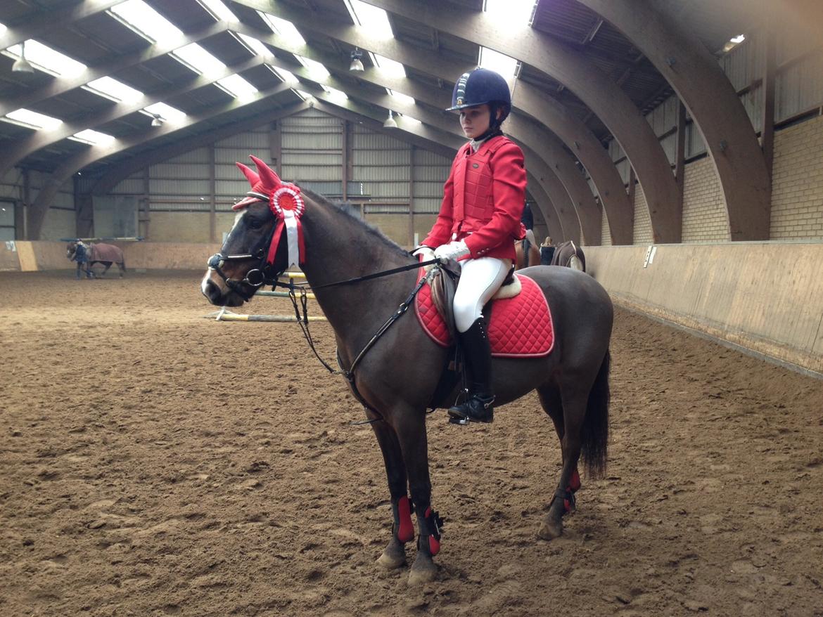 New Forest Milton billede 18