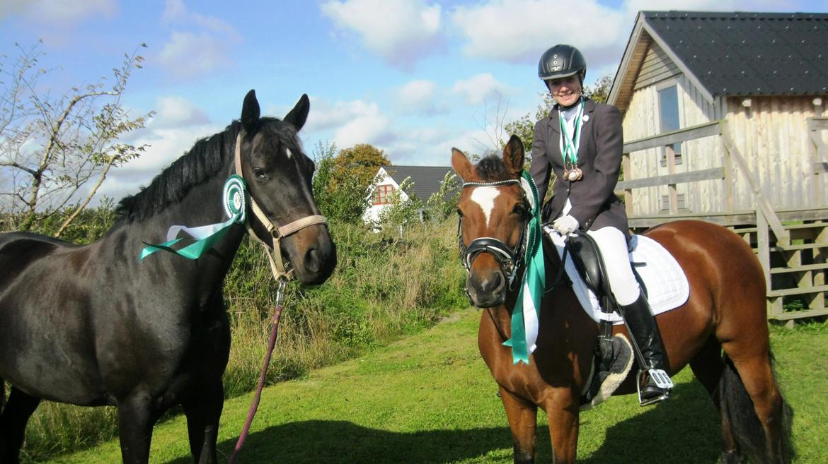 New Forest Birkilds Veronica - 3. plads i områdemesterskab dressur for 1'ere, spring for 1'ere og dressur for hest <3 2014 billede 7