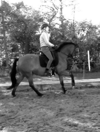New Forest Birkilds Veronica - dressur musse :-* billede 18