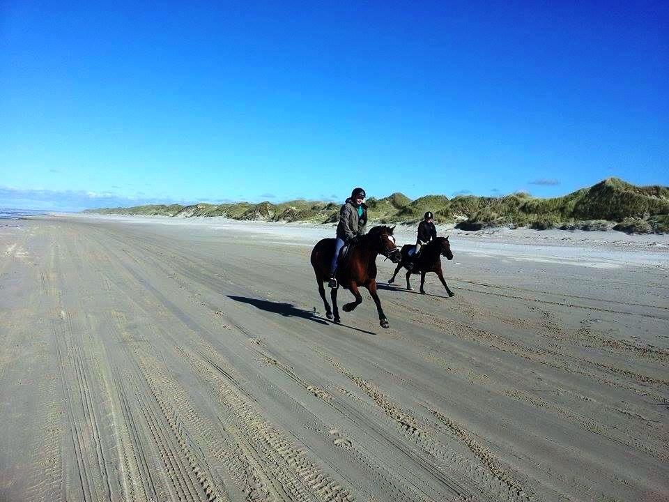 New Forest Birkilds Veronica - Galopper på stranden<3 billede 19