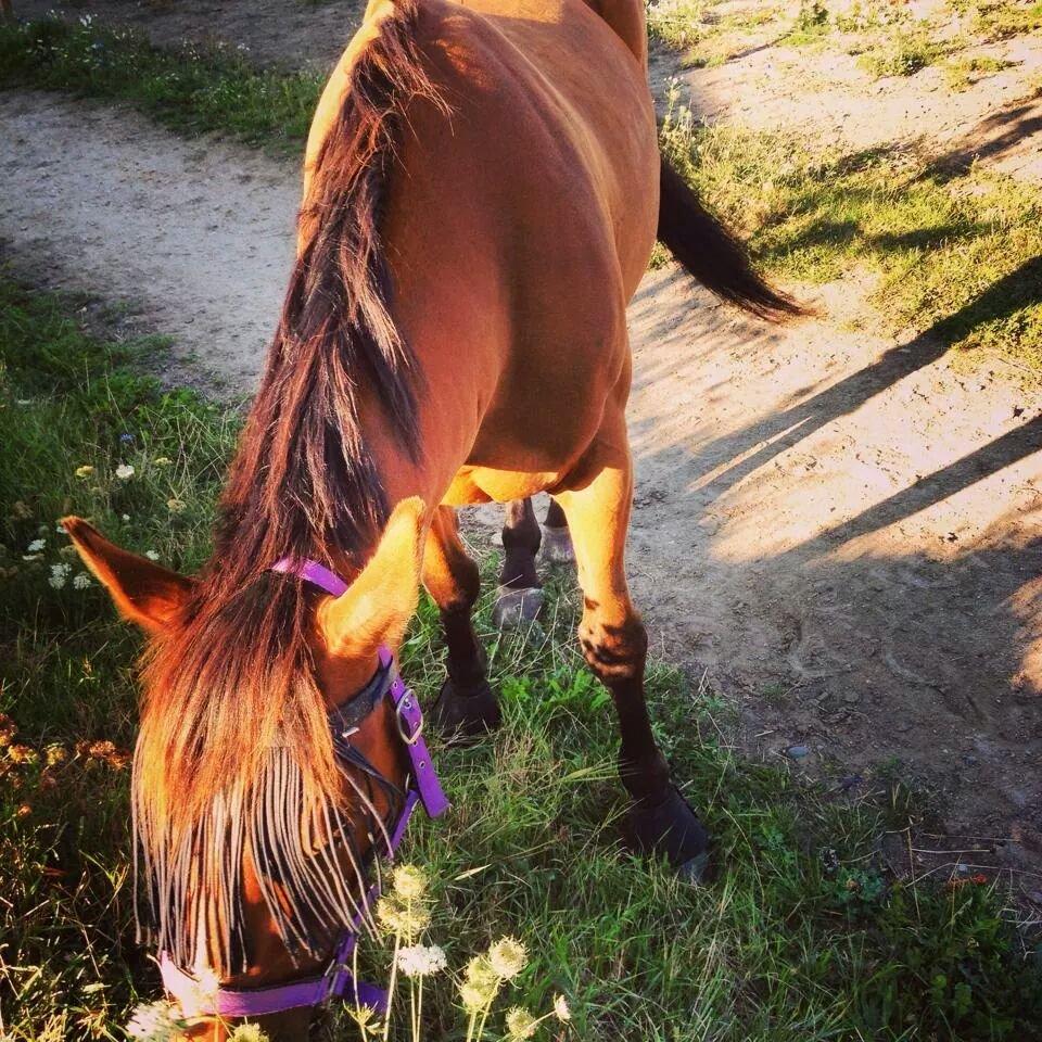 Polsk Varmblod Lenor billede 7