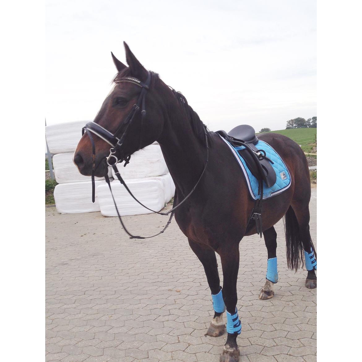 Anden særlig race Newclear p. (Himmelhest) - 2014 billede 7