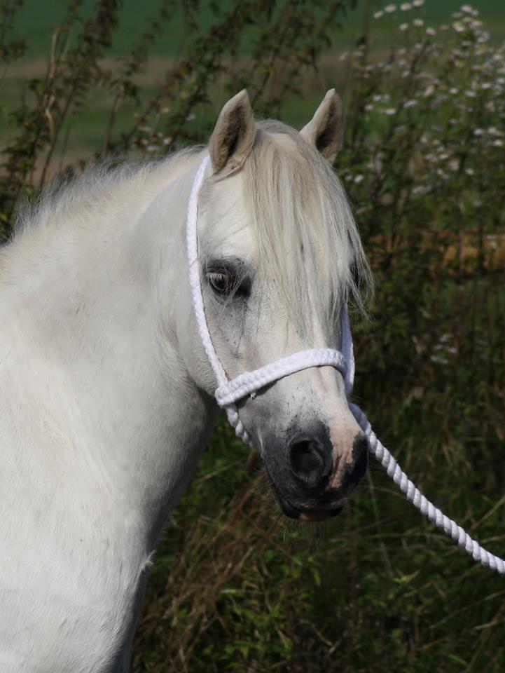 Welsh Mountain (sec A) Søndergaards scarlet - Sep. 14 - billede taget af Camilla Melander billede 7