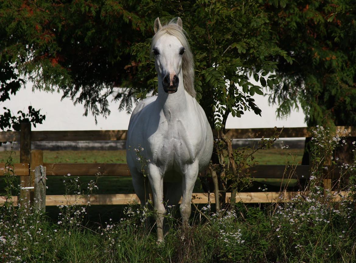 Welsh Mountain (sec A) Søndergaards scarlet - Sep. 14 - billede taget af Camilla Melander billede 1