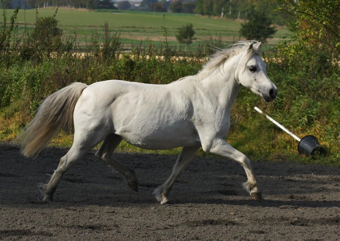 Welsh Mountain (sec A) Søndergaards scarlet - Sep. 14 - billede taget af Camilla Melander billede 8