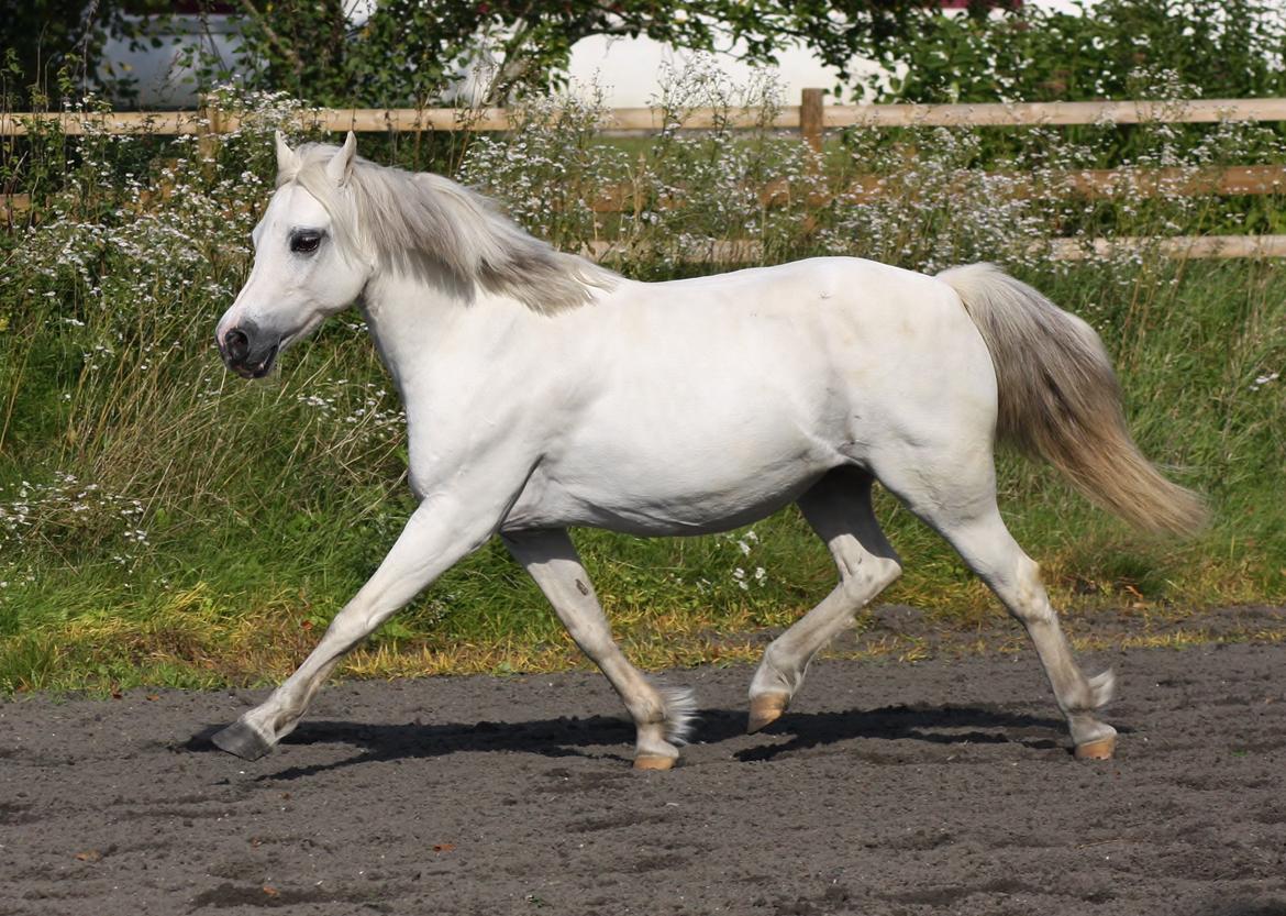 Welsh Mountain (sec A) Søndergaards scarlet - Sep. 14 - billede taget af Camilla Melander billede 5