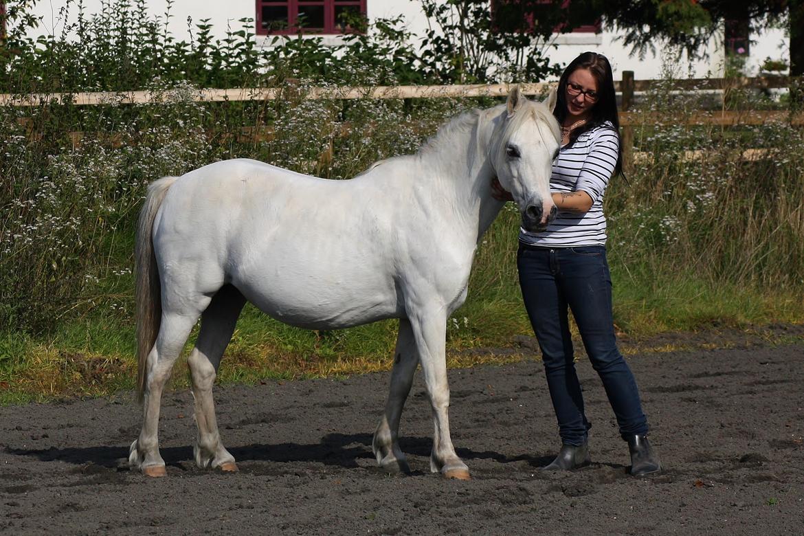 Welsh Mountain (sec A) Søndergaards scarlet - Sep. 14 - billede taget af Camilla Melander billede 2