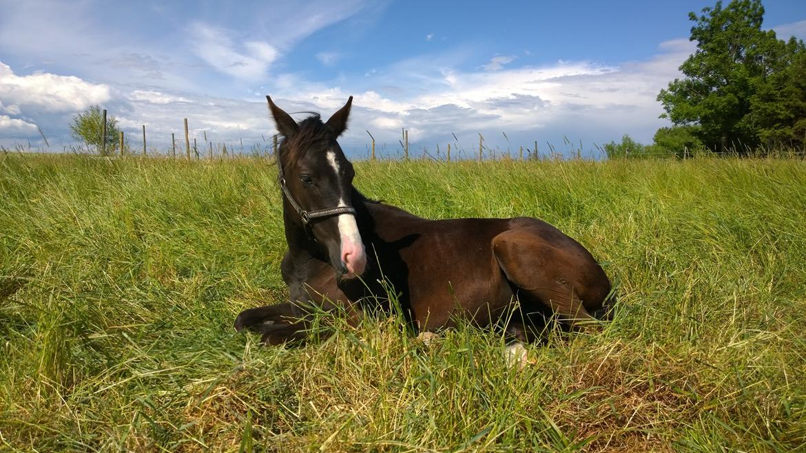 Dansk Varmblod Sundhøjs Duke (Duggie) billede 21