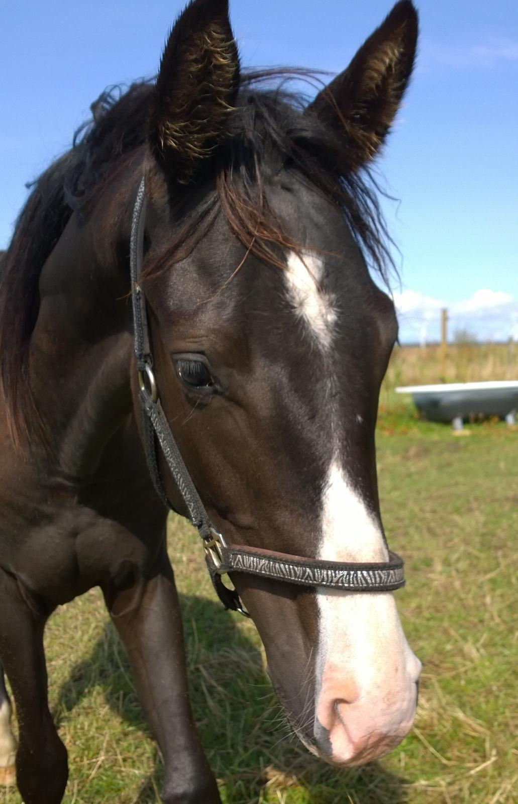 Dansk Varmblod Sundhøjs Duke (Duggie) billede 9