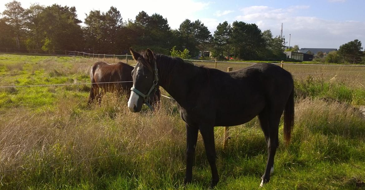 Dansk Varmblod Sundhøjs Duke (Duggie) billede 25