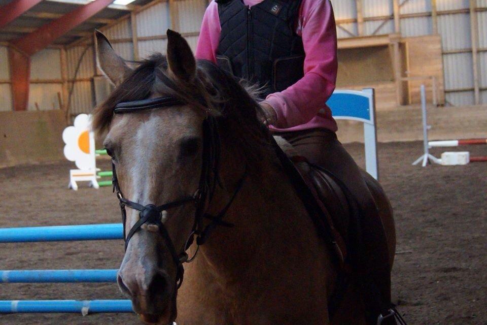 Anden særlig race Yellow billede 4