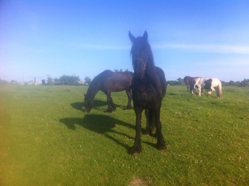 Frieser Gaia <3 billede 4
