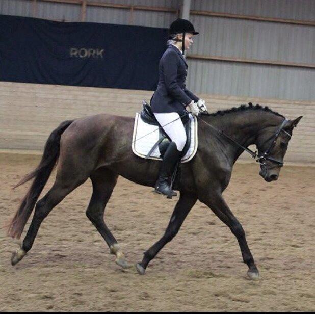 Dansk Varmblod Baunehøjens Samour billede 8