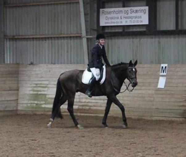 Dansk Varmblod Baunehøjens Samour billede 9