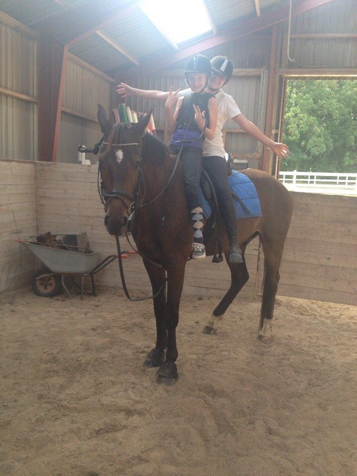 Dansk Varmblod Baunehøjens Samour billede 14