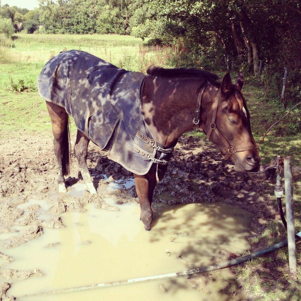 Dansk Varmblod Baunehøjens Samour billede 12