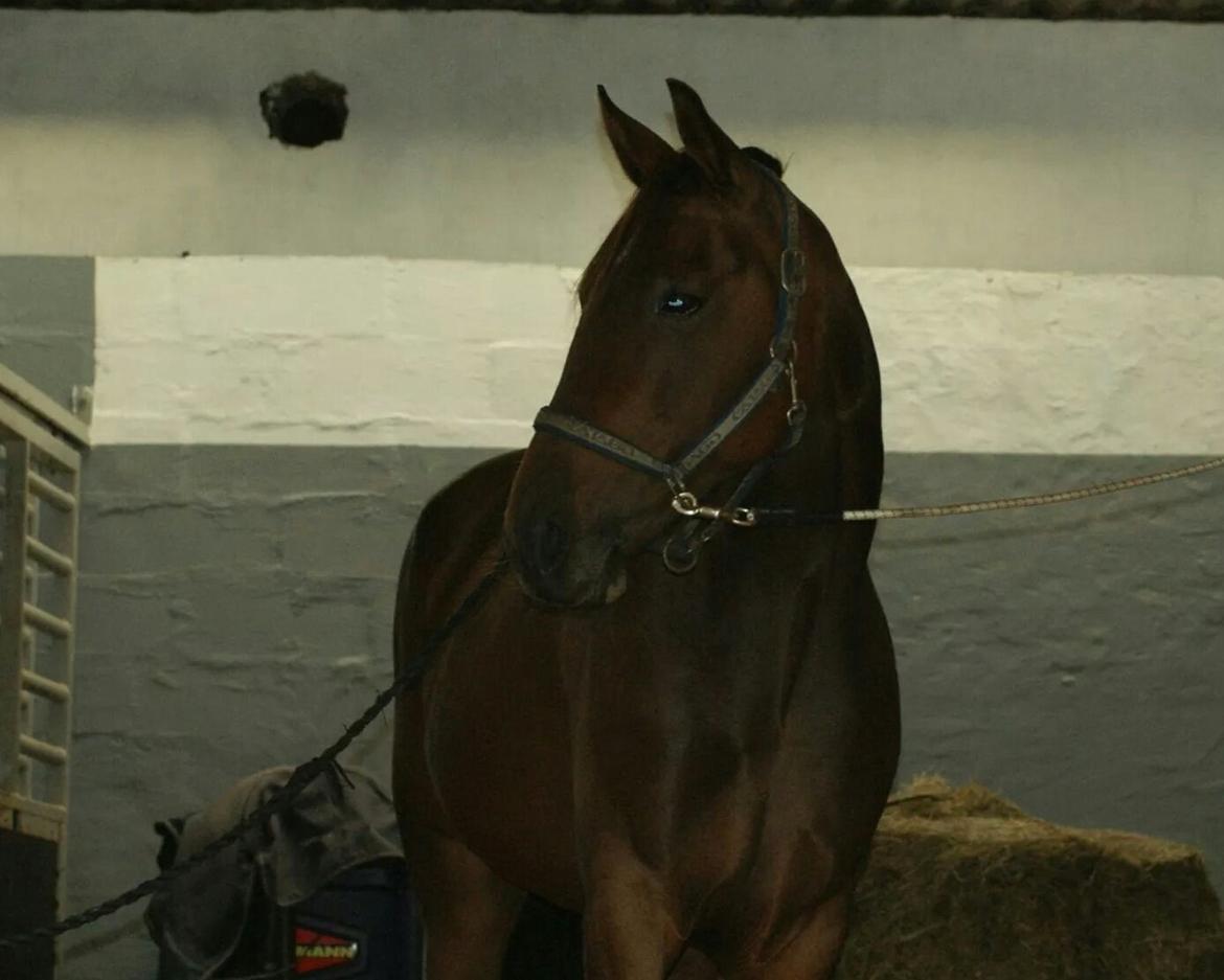 Traver Ofelia tandal billede 3